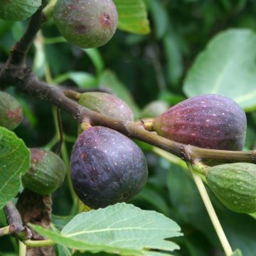 Fico Violette de Sollies