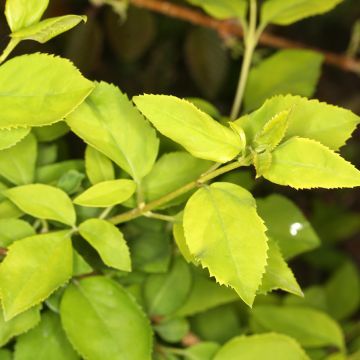 Forsizia - Forsythia suspensa Aurea