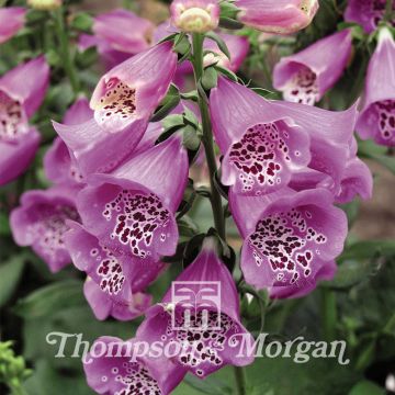 Digitalis purpurea Camelot Lavender - Digitale rossa