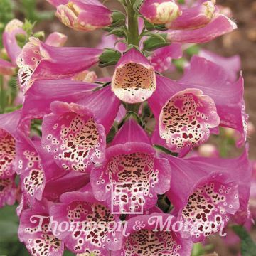 Digitalis purpurea Camelot Rose (semi) - Digitale rossa