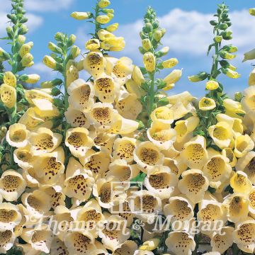 Digitalis purpurea Primrose Carousel - Digitale rossa