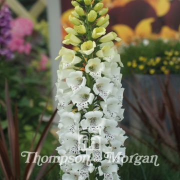 Digitalis purpurea Snowy Mountain - Digitale rossa