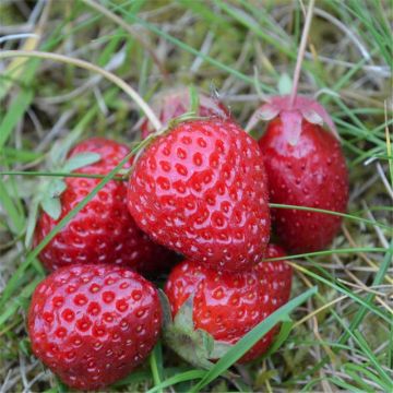 Fragola Alexandrie Bio