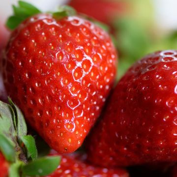 Fragola Cirano