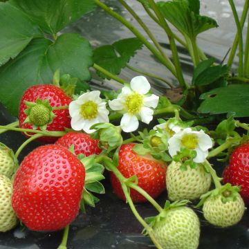 Fragola rifiorente Maestro