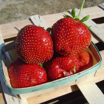 Fragola Maxim