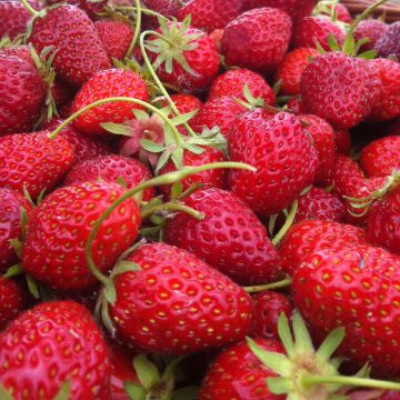 Fragola rifiorente Rabunda