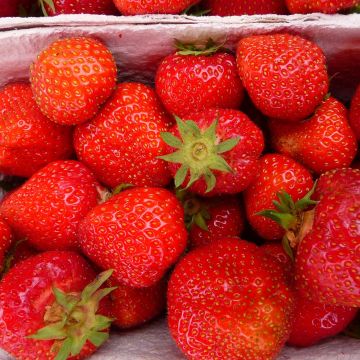 Fragola Senga Sengana