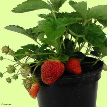 Fragola Temptation