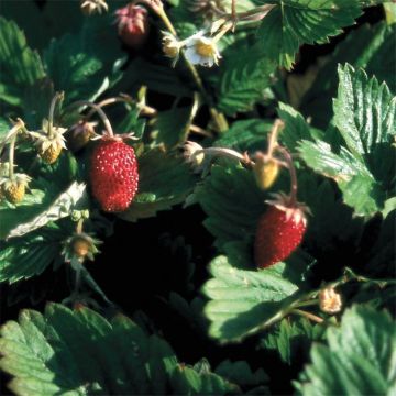 Fragola delle quattro stagioni NT - Ferme de Sainte Marthe
