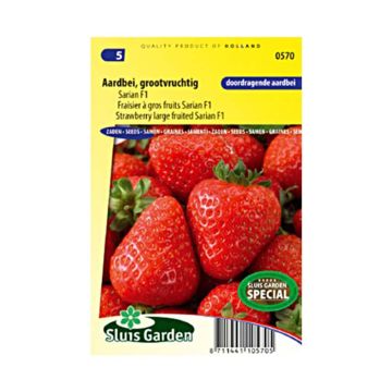 Fragola Sarian