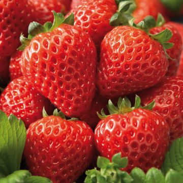 Fragola Cupido F1