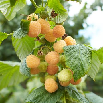 Lampone nano Lowberry Goodasgold