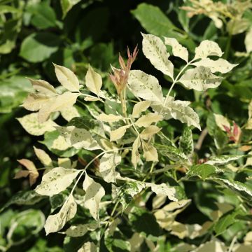 Fraxinus americana Hunky Punk - Frassino americano