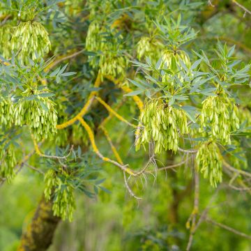 Fraxinus angustifolia