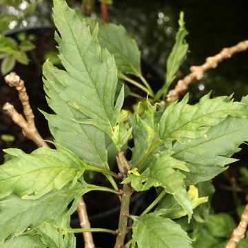 Fraxinus angustifolia Heterophylla Laciniata Fraxinus angustifolia Heterophylla Laciniata