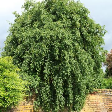 Fraxinus excelsior Heterophylla Pendula - Frassino maggiore