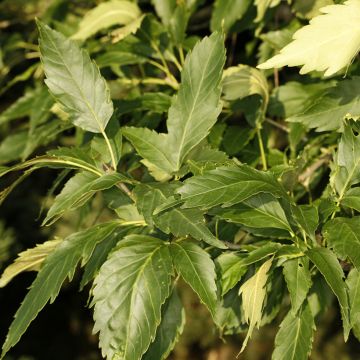 Fraxinus excelsior Zygmunt Krasiński - Frassino maggiore
