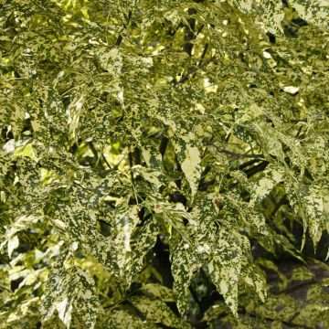 Fraxinus pennsylvanica Aucubifolia