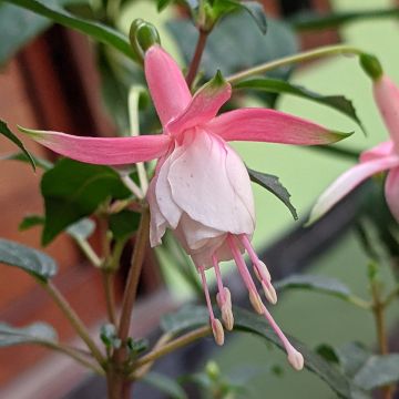 Fuchsia Summermelody Sunantonio Pink-White - Fucsia