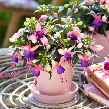 Fuchsia Bella Mariska - Fucsia Fuchsia Bella Mariska - Fucsia