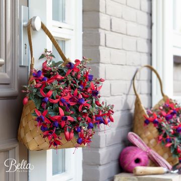 Fuchsia Bella Sacha - Fucsia Fuchsia Bella Sacha - Fucsia