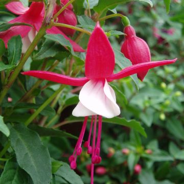 Fuchsia Ernie - Fucsia