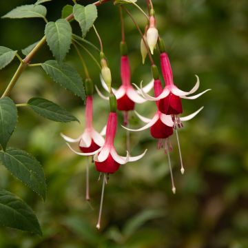Fuchsia Checkerboard - Fucsia