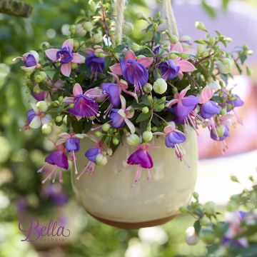 Fuchsia Bella Diana - Fucsia Fuchsia Bella Diana - Fucsia