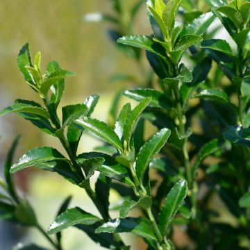 Fusaria giapponese Green Spire