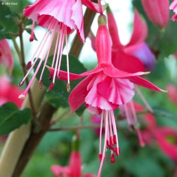 Fuchsia Shrimp Cocktail - Fucsia