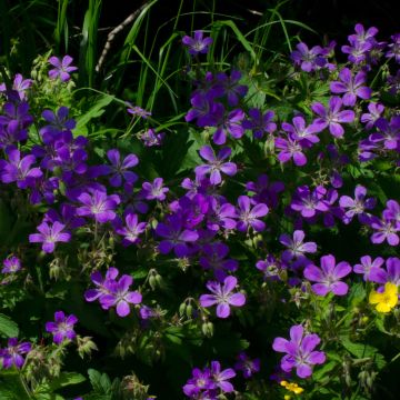 Geranium sylvaticum Bridget Lion - Geranio silvano