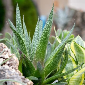 Gasteria D. Due