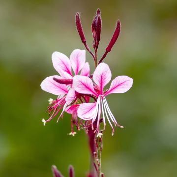 Gaura Cherry Brandy