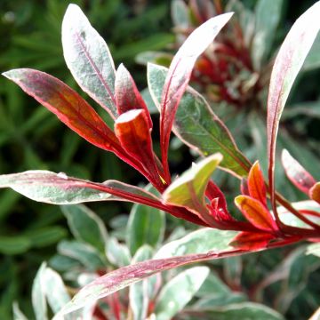Gaura Passionate Rainbow