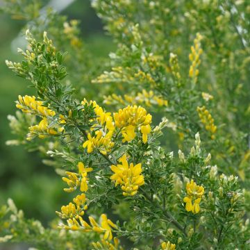 Cytisus scoparius Golden Sunlight - Ginestra dei carbonai Cytisus scoparius Golden Sunlight - Ginestra dei carbonai