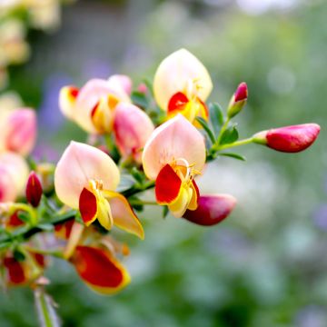 Cytisus scoparius Goldfinch - Ginestra dei carbonai