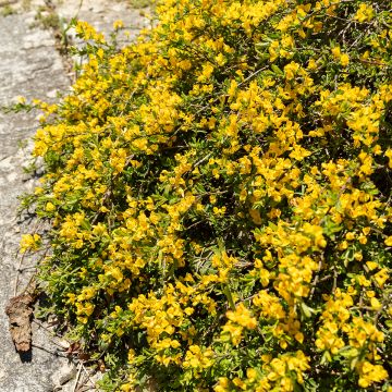 Genista pilosa Vancouver Gold - Ginestra tubercolosa