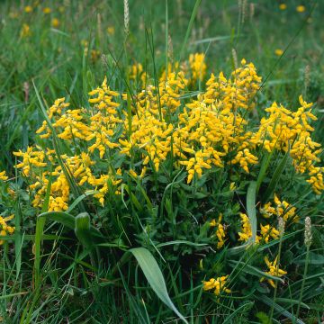 Genista tinctoria Royal Gold - Ginestra minore Genista tinctoria Royal Gold - Ginestra minore
