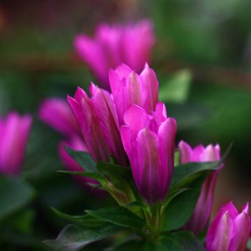 Gentiana Little Pinkie - Genziana