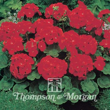 Pelargonium Moulin Rouge F1 Hybrid