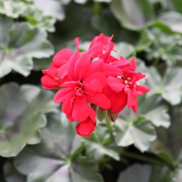 Geranio edera Moonflair Red