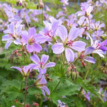 Geranium sylvaticum Prelude - Geranio silvano