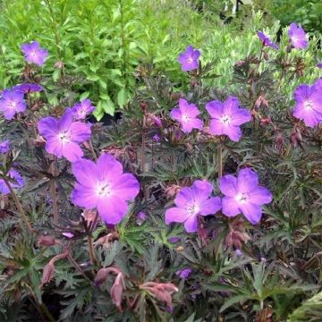 Geranium Femme Fatale