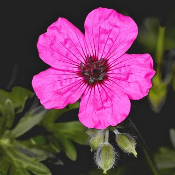 Geranium cinereum Jolly Jewel Purple