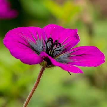 Geranium Sandrine