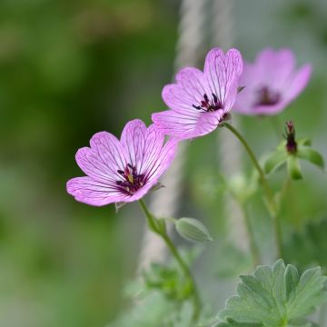 Geranium cinereum Ballerina Geranium cinereum Ballerina