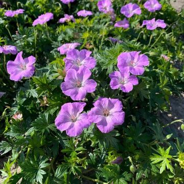 Geranium sanguineum Frivolius Lilac - Geranio sanguigno