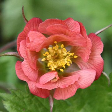 Geum rivale Leonard's Variety Geum rivale Leonard's Variety