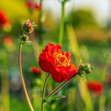 Geum coccineum Flore Pleno Blazing Sunset